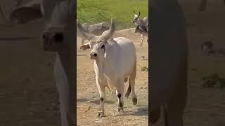 SINDHI BULL AND COW سندھی بیل اور گائے