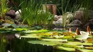 Natural Swim Pond - Without Chemicals!