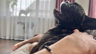 The perfect life of the French bulldog Oleg