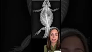 Bearded Dragon X-Ray with Follicular Stasis