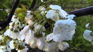 Growing Cherries - a 5 month time lapse.