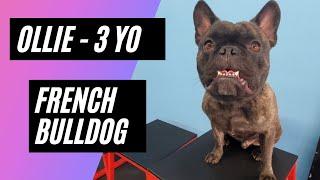 OLLIE 3 YO French Bulldog | Off Leash Obedience | E-collar Training