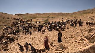 "Nomads of Iran" mountain secrets with a single woman and sheep grazing in strange heights