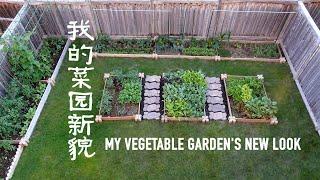 我的菜园新貌 （建菜床、搭架、炼苗、移苗、倒春寒、今天的菜园） MY VEGETABLE GARDEN'S NEW LOOK