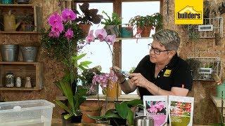 How to Maintain Orchids