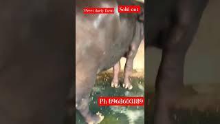 pind###viralvideo bhadhur#Barnala#Punjab plz channel#subscribe ph## 8968603189#viralvideo #buffalo#