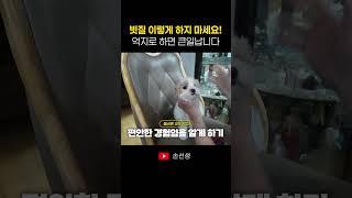 99%가 모르는 강아지 빗질 방법 (절대 이렇게 X)