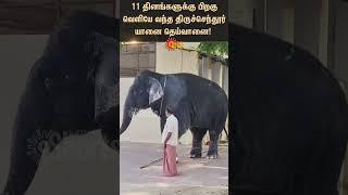 Tiruchendur Elephant Deivanai latest video | Sunnews | Tamil news