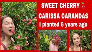 SWEET CHERRY  CARISSA CARANDAS I planted 6 years ago