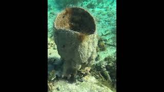 Sea Sponge #sponge #seasponge #underwater #tubeworms #underseaworld