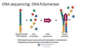 MCB 182 Lecture 2.2 - Sanger sequencing