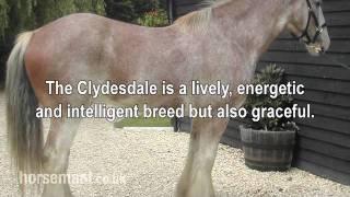 The Horsemart breed guide to Clydesdale