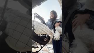 무슨 강아지 유모차가 80만원이나 하냐