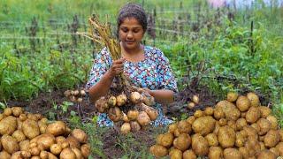 Potato Harvest Digging Lot Of Fresh Potatoes and made best Dishes