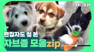 말스키, 쿠앤크 웰시코기…알래스칸 리트리버  스피츠? 꼬물이 자브종 모음_zipㅣMixed Munchkins Compilation (Mixed dog)