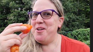 Taste testing habanada peppers + cover crop update