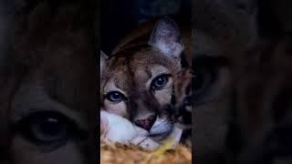 Sorprendente Nace Puma Blanco en zoológico en Nicaragua.