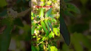 guess this medicinal plant, medicinal plants, ayurvedic plant.