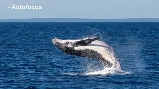 How I Took This Photo: Humpback Whale