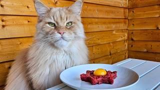 Cat Tries Steak Tartare! (Raw Beef)