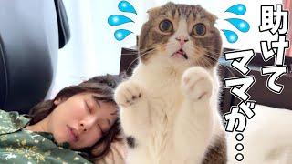 爆睡し続けるママが心配でパパ猫がパニックになっちゃいました…