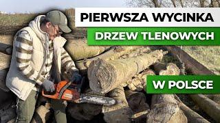 Pierwsza wycinka drzew tlenowych w Polsce!