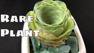  Rare Greenovia Diplocycla Gomera Plant  Mountain rose  Aeonium Succulent Houseplant