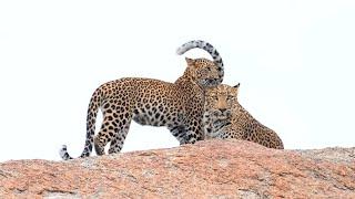 Jawai's Leopard Families: Safari Vlog