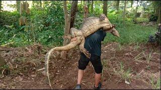 rescue biawak besar || biawak penghuni bendungan