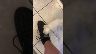 Baby Poodle likes to bite