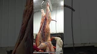 Mennonite Family Cattle Farm #usa #cattle #mennonite