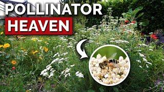 This Plant Does Everything (And Grows Itself!) | Yarrow Grow Guide