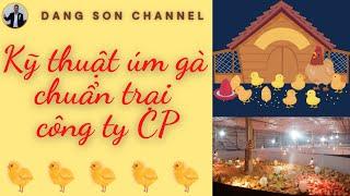 Kỹ Thuật Úm Gà Chuẩn Trại Công Ty CP - Đăng Sơn Channel