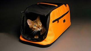 Sleepypod Cat Carrier Review: A Cozy Haven for Your Feline Travel Companion