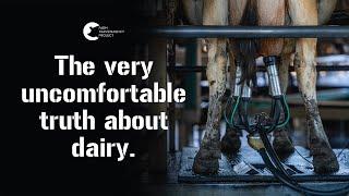 Life Of A Dairy Cow (PART 1) - Milking