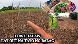 FIRST HALAW SA OKRA ,PAG LAY OUT SA ITATAYUNG BALAG ,ETO ANG PLANO KO,️