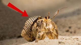 How To Keep Your Hermit Crab Alive!