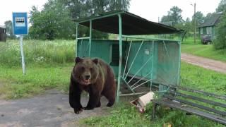 Новгородская область.Вымирающая деревня.зарисовка