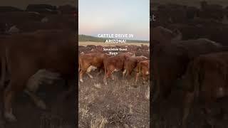 Every spring and fall!  #cattledrive #duderanch #horseriding #vacation #cows #cowboys #roundup