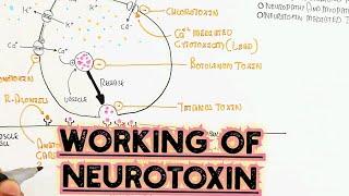 How Neurotoxin Work To Inhibit Coordination? @umerfarooqbiology7083