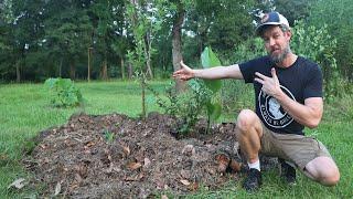 How To Create Your Own Food Forest Island