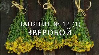 Школа травоведения - Занятие № 13(1) ЗВЕРОБОЙ с точки зрения этноботаники