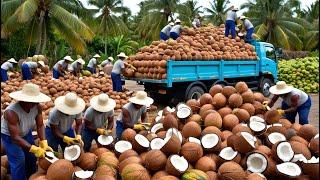 Amazing Coconut Wonders From Nature’s Bounty to Sustainable Treasures  | Processing and Harvesting