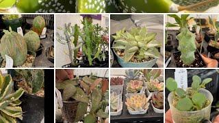 Plant shopping @ The Toronto Cactus & Succulent Club's Plants Sale (Cactus, Succulents & a few Hoya)