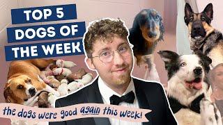 The Dog Who Took Over The Oscars | Top 5 Dogs of the Week