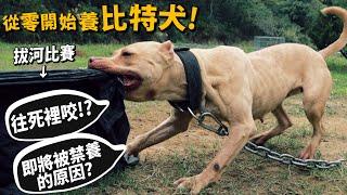 【從零開始養】比特犬!比特犬拔河!咬合驚人!咬住不放!即將被禁養的原因?被咬如何自保?【許伯簡芝】pit bull