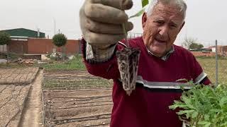 El Huerto del Abuelo - Capítulo 92: Cómo plantar pepinos y tomates