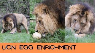 Lions Enjoy Some Egg Enrichment!