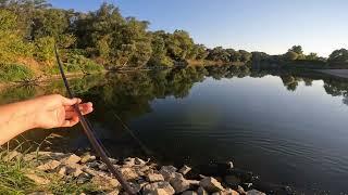 Sava - dvije lokacije, dva soma i smuđ (catfish and zander fishing)