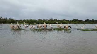 Ziway Lake (ዝዋይ ሃይቅ) South of Addis Ababa, Ethiopia